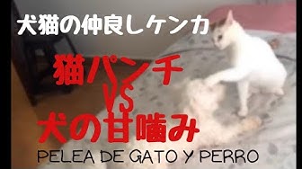 猫と犬のケンカ Youtube