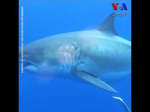 غواصی در کنار کوسه سفید بزرگ در هاوایی