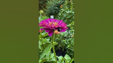 We love #bumblebees here. #pollinatorweek #bumblebeeconservation