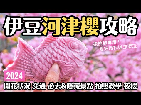 2024靜岡伊豆河津櫻攻略🌸永久保存版/抱佛腳用 5訪經驗全分享 何時滿開？交通方法？必去必吃？夜櫻？注意事項