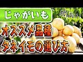 #2.じゃがいもの育て方【種イモの品種と選び方】購入後の管理方法まで説明します！【初心者も失敗しないポイント】