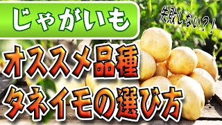 #2.じゃがいもの育て方【種イモの品種と選び方】購入後の管理方法まで説明します！【初心者も失敗しないポイント】