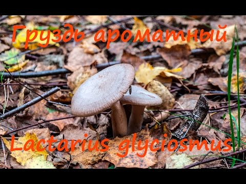 Груздь ароматный - воистину ароматный!