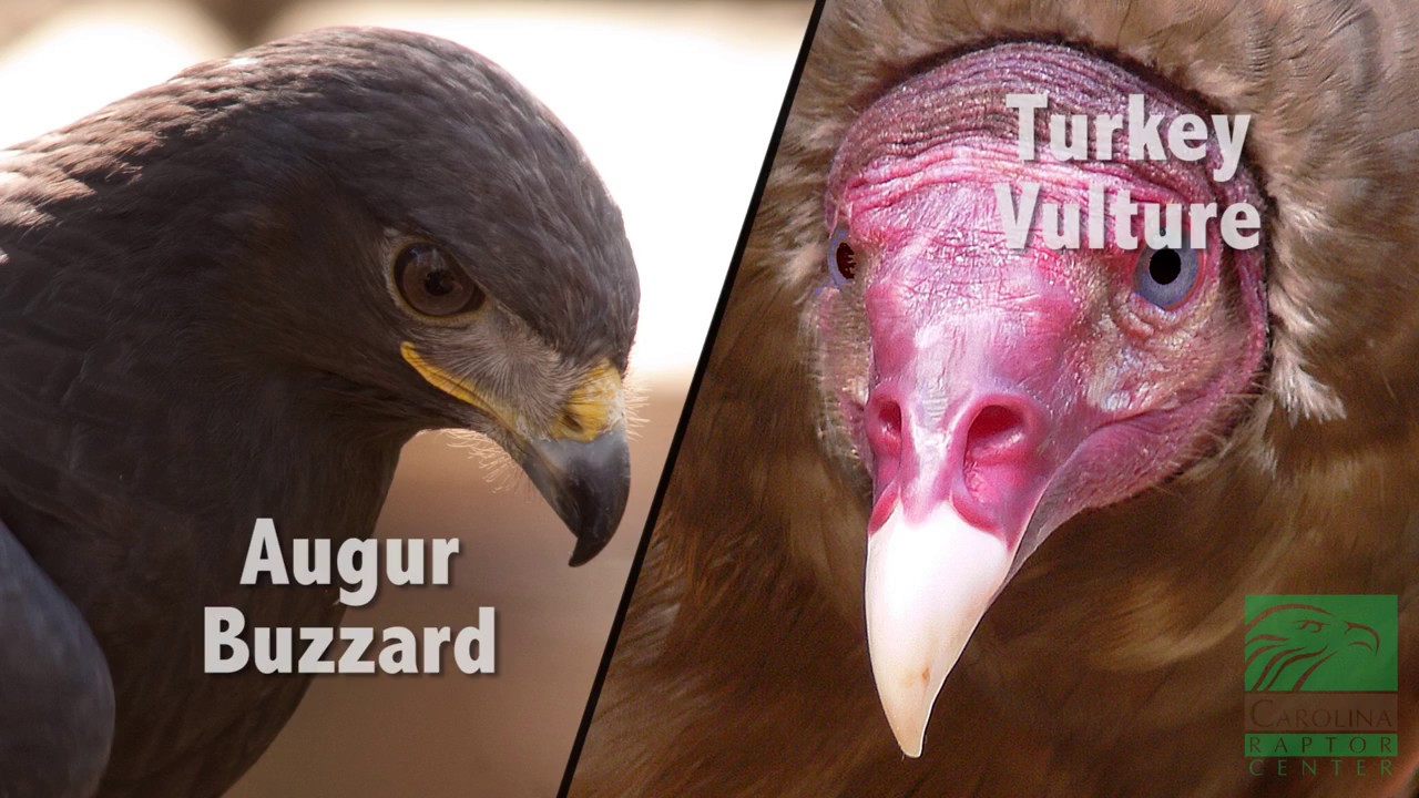 Is there a difference between a vulture and a buzzard?
