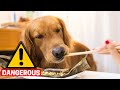 10 Table Scraps that can KILL your Golden Retriever!
