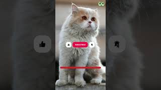 Persian Cat Names | #petmoo | #shorts by petmoo 16 views 7 months ago 1 minute, 1 second