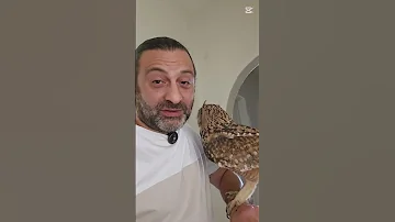 البومة ليلي ازاى تفرق بين الذكر و الانثي في طائر البومة طيور بومه بومة 
