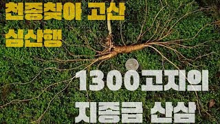 고산의 산삼은 뭐가 달라도 다르다