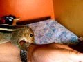 Pet squirrels