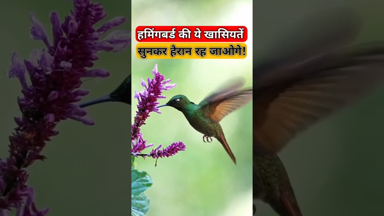 Amazing facts about hummingbird | World's Smallest bird | hummingbird in hindi 