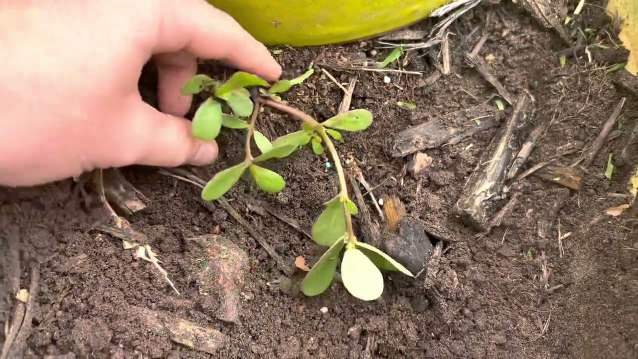 Edible “weeds” - Common Purslane & Sea Purslane