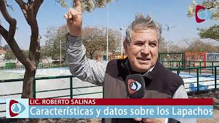 Conoce todo sobre los "Lapachos" , los árboles que le dan color a la ciudad