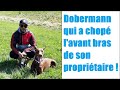 LE DOBERMAN QUI A CHOPE L'AVANT BRAS DE SON PROPRIÉTAIRE