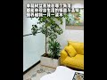 The lucky tree bonsai is suitable for any corner at home.