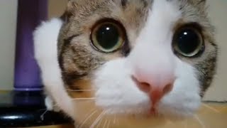 12 Minutes of Funny Cat Videos - EP 10