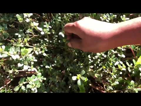 cara-masak-tanaman-liar-/-crocot-/-masakan-tumis