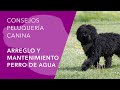 Peluquería del Perro de Aguas Español