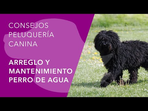 Video: Cómo conseguir un trabajo como un peluquero de perros