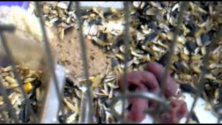 Тушканчики.Тушканы с пополнением.mp4 Тушканчики.Тушканы с пополнением.mp4