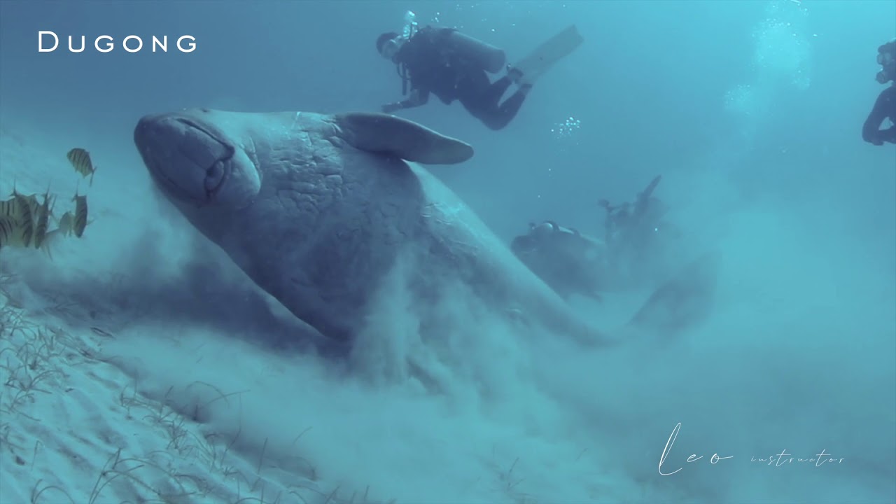 코론듀공 와칭 coron dugong palawan