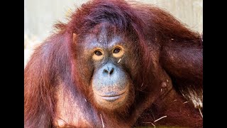 Amazing Apes: Fun Facts for Kids!