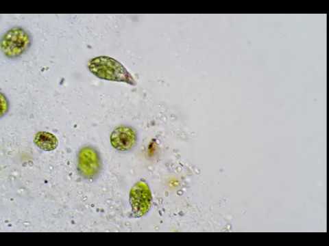 Video: Chloroplasts nyob qhov twg hauv cov nroj tsuag?