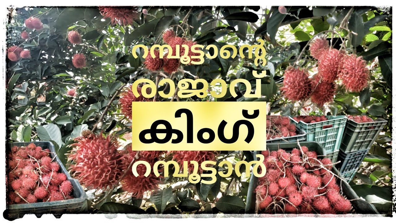 Rambutan fruit | റമ്പൂട്ടാൻ കൃഷി | King variety | റമ്പൂട്ടാൻ കിംഗ് ഒരു നല്ല വെറൈറ്റി ആണ്
