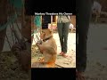 Angry Monkey Showing Gun To His Owner!!😱😱 #shorts #animals