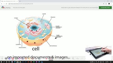 Start using Limnu with Wacom One and Windows