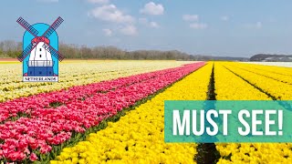 Потрясающая красота! Голландские тюльпановые поля. Кекенхоф / Keukenhof 2021. Тюльпаны в Нидерландах
