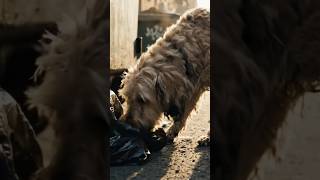 #streetdog#dog#loyalpets #animals #survival