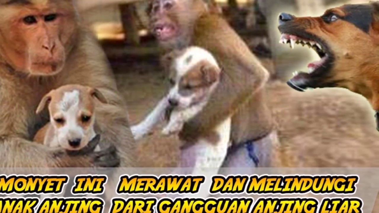 Monyet Adopsi Anak Anjing !!! - YouTube