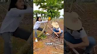 This Simple Cut Made Papaya Trees 3x More Profitable #uniqueshorts