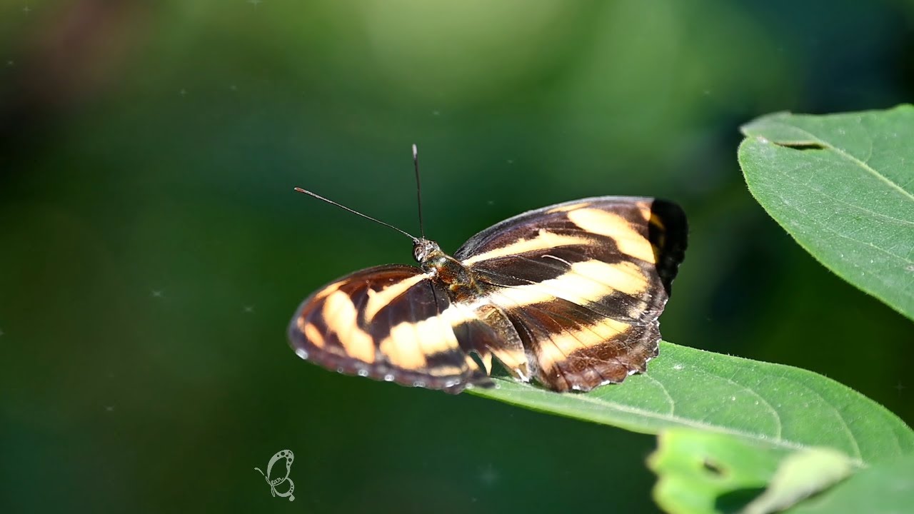 Whispers of the Butterfly | Nature’s Gentle Touch in 4K 🌬️#Butterfly #NatureVideo #SlowMotion