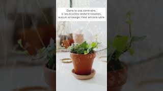 🧐 💯 Savoir quand arroser les plantes grâce à la pomme de pin ! 🌲 🤯
