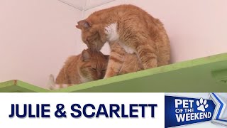 Pet of the Weekend: Meet Julie and Scarlett | FOX 7 Austin