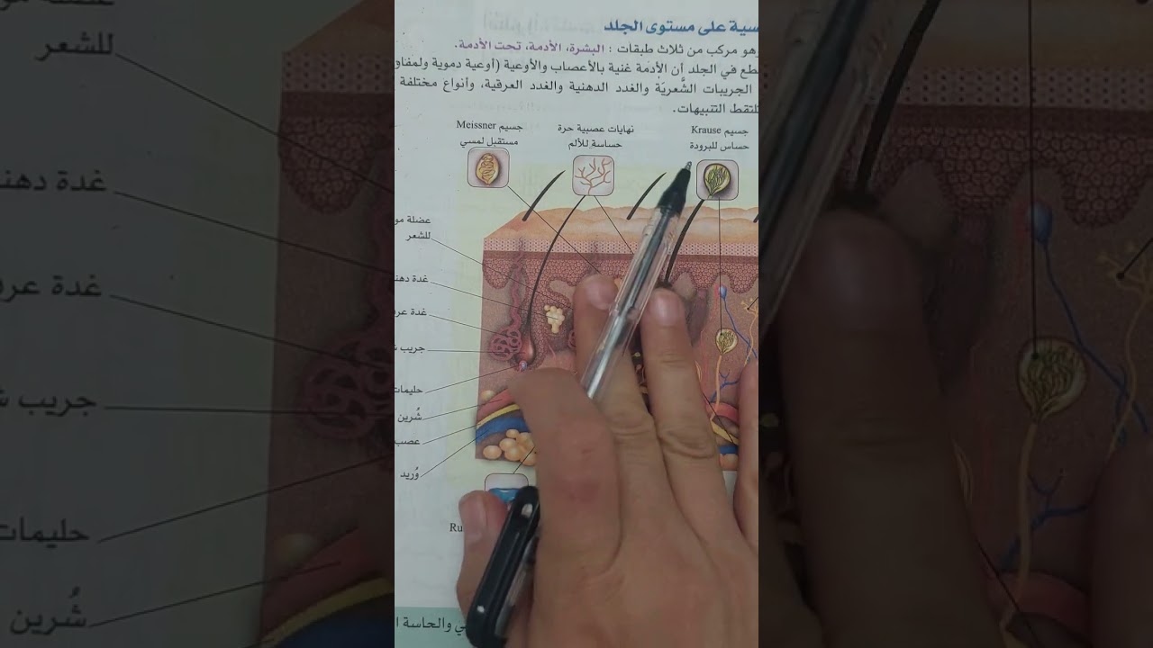 المستقبلات الحسية على مستوى الجلد (الحواس) سنة رابعة متوسط #الاتصال العصبي (الجزء الثاني )