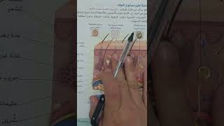 المستقبلات الحسية على مستوى الجلد (الحواس) سنة رابعة متوسط #الاتصال العصبي (الجزء الثاني )