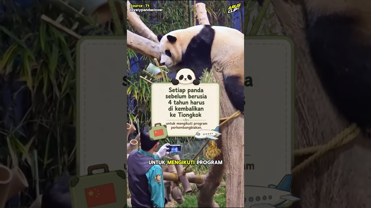 Perpisahan Tak Terelakkan: Fu Bao dan Kakek Kang