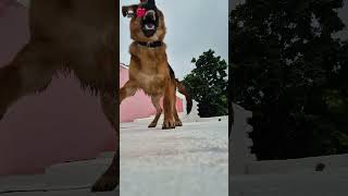Rocky, my adorable 5-month-old pup, my star 😍 ❤️😘 #india #jattmind⚠️ #dogsofinstagram #bestpals