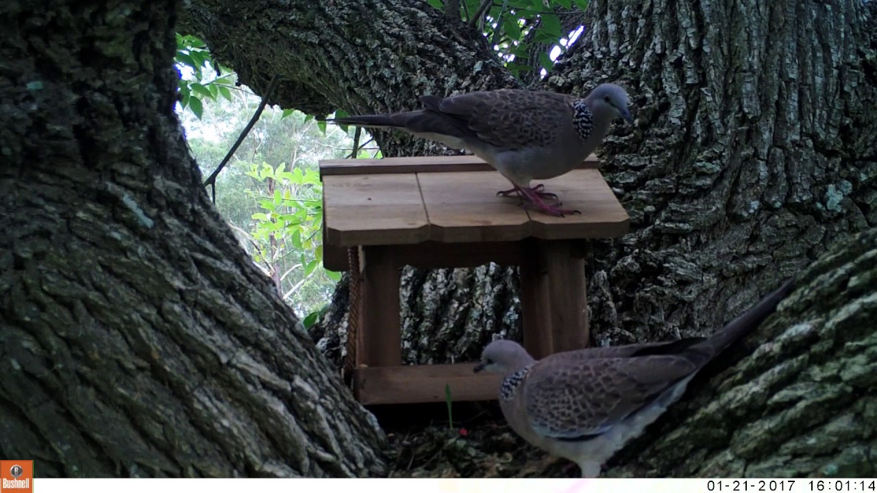 Spotted Turtle Doves feeding at new location - camera-trap