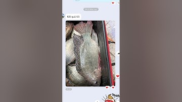 LƯỚI 3 MÀN LƯỚI CÁ RÔ PHI #LUOI3MAN #LUOICAROPHI