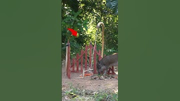 Amazing Primitive Wild Boar Trap in the Forest  #wildanimal #wildpig #shortvideo #1