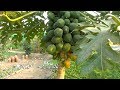 Papaya Farming as A Business