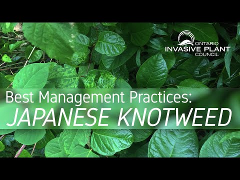 Video: Pink Knotweed Information - Lær om Pinkhead Knotweed-planter