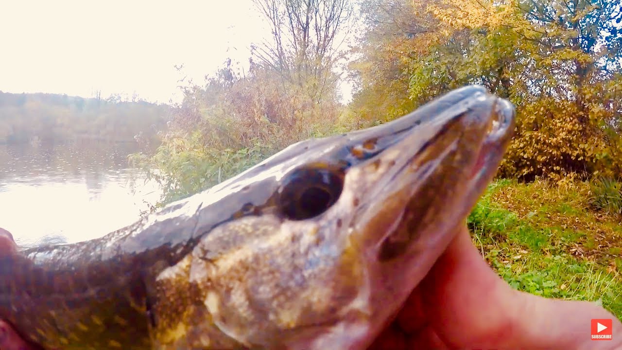 Westin ShadTeez Lures 27cm 117g – Giant, Ultra-Realistic Soft Shad for Trophy Pike | Order Online in Ireland