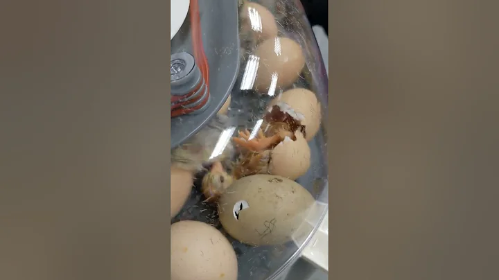 Evie's chick.   Welcome to the world Baby Burd.