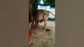 Thumbnail of cute baby cow video cow shorts video 🐂👍🌹😜