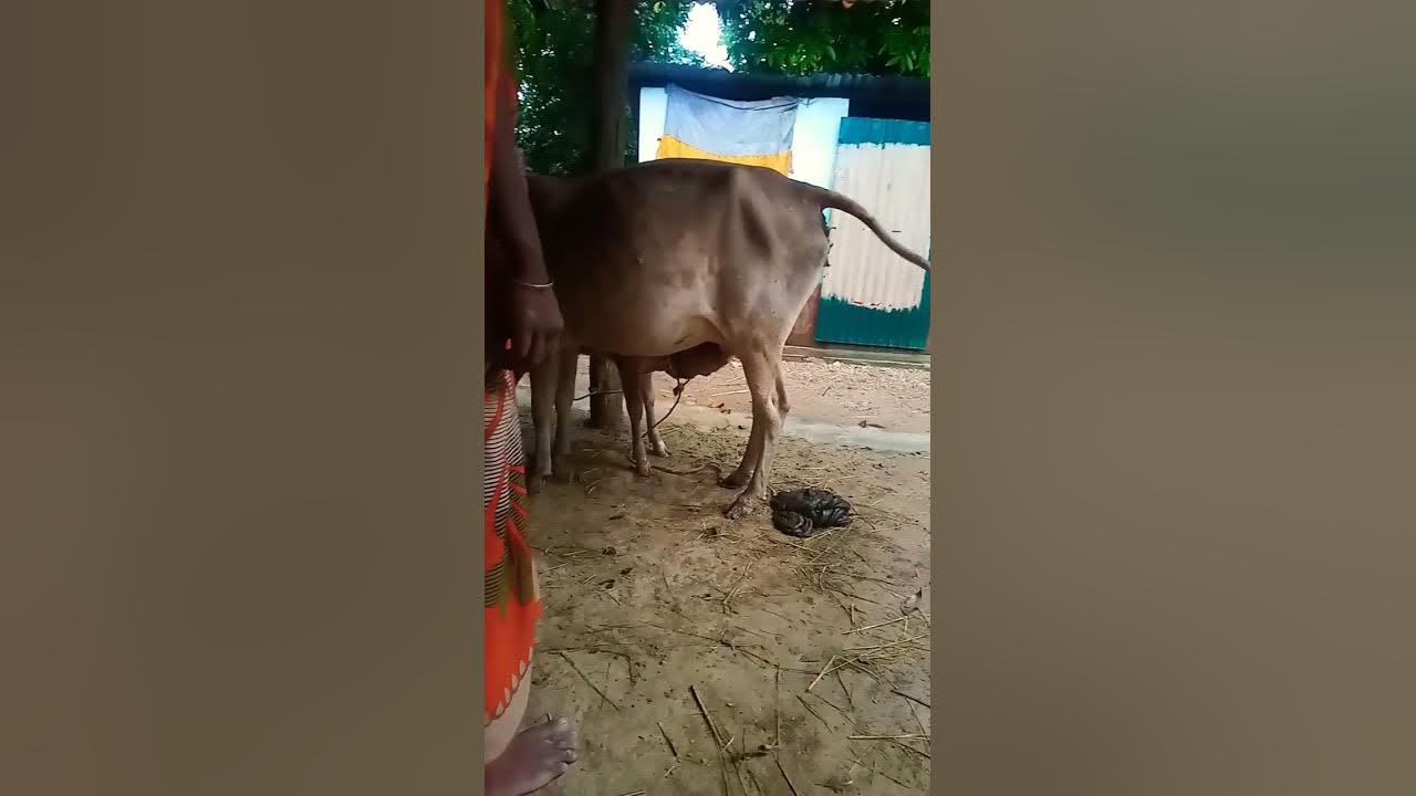 cute baby cow video cow shorts video 🐂👍🌹😜