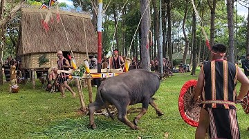 Tổng hợp cồng chiêng Lễ hội đâm trâu được tái hiện lại. mời các bạn cùng xem 